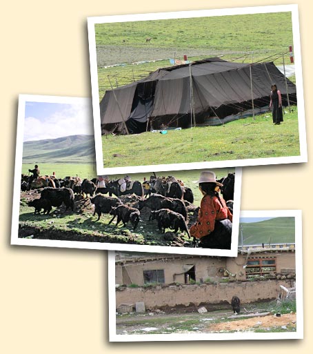 Nomadic Tent, Yaks and new housing